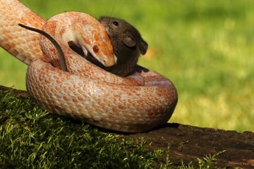 A Corn snake (Pantherophis guttatus or Elaphe guttata) after hunt eating a mouse.