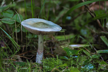 The Blue Roundhead (Stropharia caerulea) is an edible mushroom