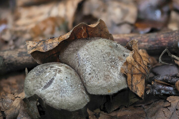 The Tricholoma scalpturatum is an edible mushroom