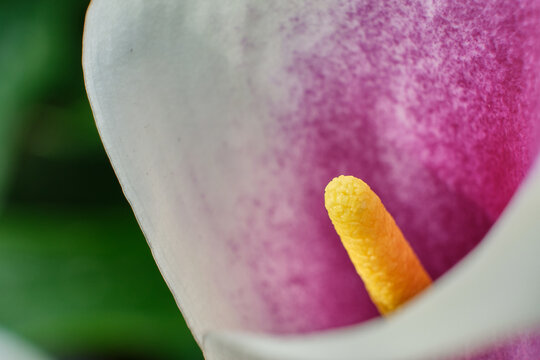 Macro photography of the stamens of a white flower