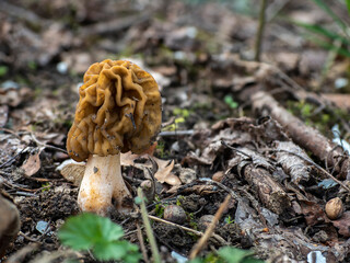 The Early False Morel (Verpa bohemica) is an edible mushroom