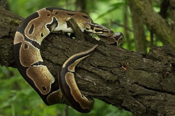 The ball python (Python regius), also called the royal python, on the old branche in green forest.