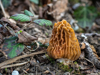 The Early False Morel (Verpa bohemica) is an edible mushroom