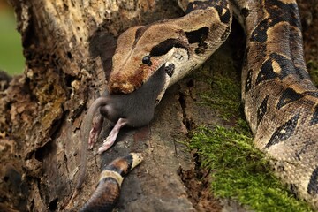 The boa constrictor (Boa constrictor), also called the red-tailed boa or the common boa, on the old branche after hunt eating a rat.