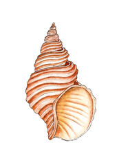 Watercolor illustration of a beige textured seashell, ribbed. Underwater world. Tropical shell. The external skeleton is a shellfish type Oyster house, protection, armor Isolated over white background