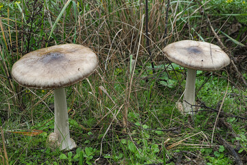 The big sheath mushroom (Volvopluteus gloiocephalus) is an edible mushroom