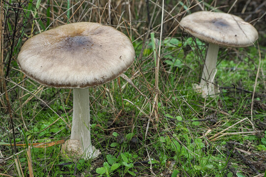 The big sheath mushroom (Volvopluteus gloiocephalus) is an edible mushroom