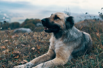 street dog lies on the grass in the mountains nature close-up