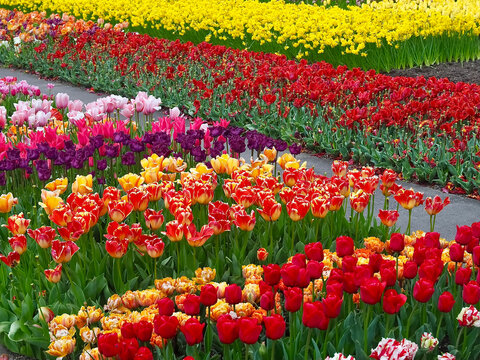 Colorful field with different tulips