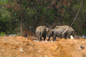 Naklejka na ściany i meble Elephants eating polythene , environmental problem , selective focus