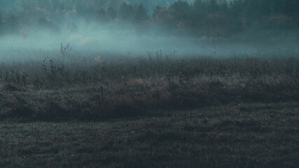 Tajemnicza mgła nad łąką o poranku