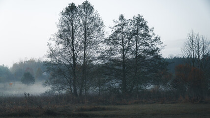 Drzewa we mgle o poranku
