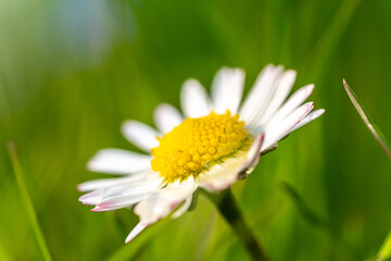 Fototapeta na wymiar Daisy flower close up view on the green grass.