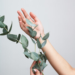 Woman holding flowers eucalyptus on white background. Concept cosmetic body care, anti-wrinkles, anti-aging spa . Female hand with beautiful eucalyptus leaves © looking2thesky