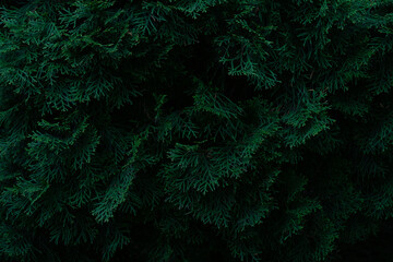 young thuja branches, green thuja needles