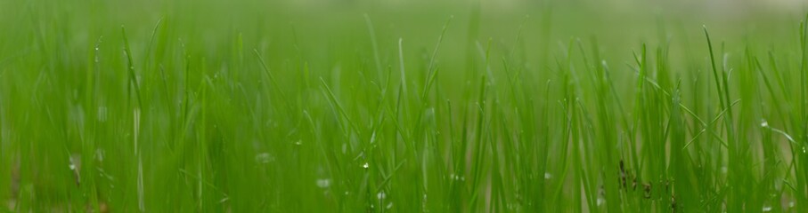 Panoramic view of green grass on green colorful bokeh background, panoramic view of wild grass on green bokeh	