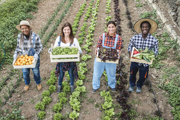 Multi generational farmer team holding wood boxes with fresh organic vegetables - Focus on faces - obrazy, fototapety, plakaty