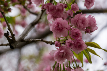 Spring Cherry blossom