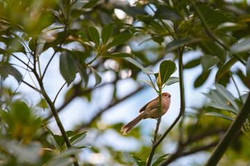 Vinous-throated Parrotbill (Paradoxornis webbianus)
