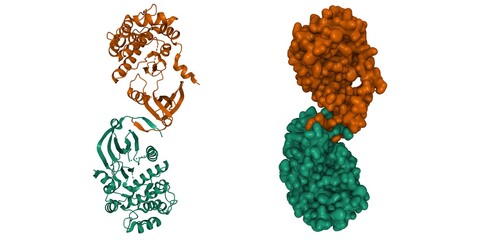 Structure of human calmodulin-dependent protein kinase 1D homodimer, 3D cartoon and Gaussian surface models, white background