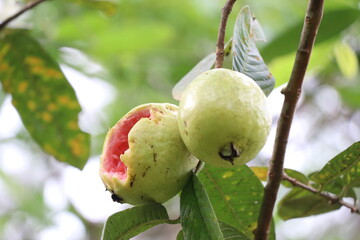 Ripe guava fruits on tree with one of fruit eaten by birds. Red guava fruit on tree
