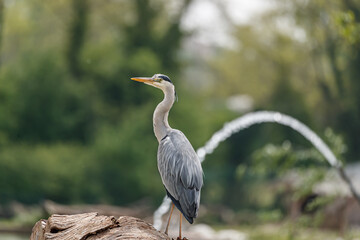 grey heron ardea cinerea