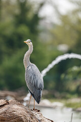 grey heron ardea cinerea