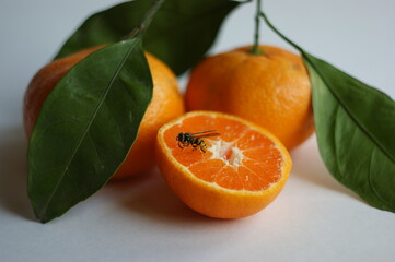 bee and tangerine. a bee crawling on a ripe and juicy tangerine (mandarin)