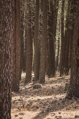 2020/08/03 Pine forest in Las Navas del Marques, Avila, Spain