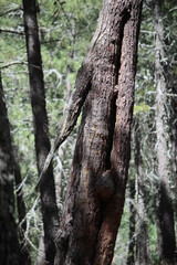 2020/08/03 Pine forest in Las Navas del Marques, Avila, Spain