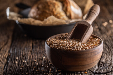 Wheat grains-the main ingredient of the bread filled in wooden bowl and wooden rustic scoop stitched deeply into. Bakend crusty bread in the backround