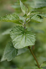close up of a nettle plant , Urtica dioica