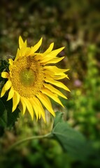 sunflower facing the sun