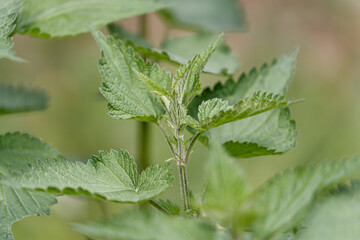close up of nettle