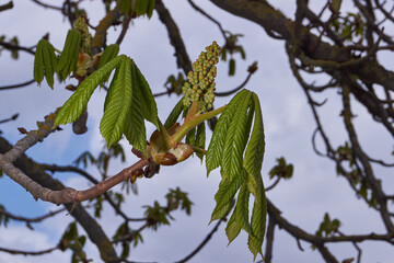 Spring. Chestnut inflorescences bloom in the city square.