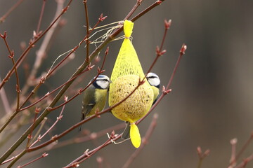 Cyanistes caeruleus. Two titmouse sitting on a tallow ball hanging on a branch and grabbing grain.