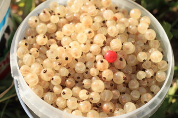 healthy white currant