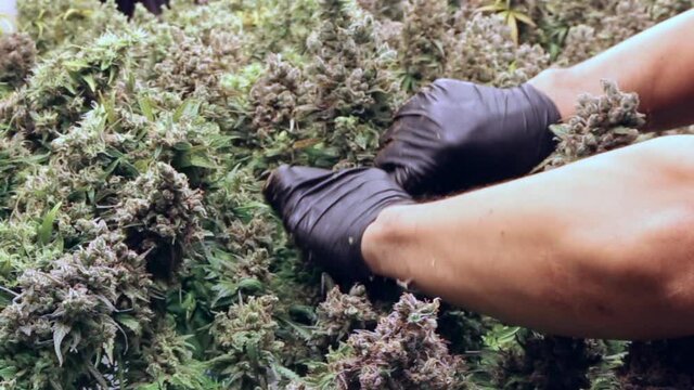 scientist caring cannabis in Medical and Recreational Marijuana lab being trimmed and processed for consumption. Trimming the fine leaves before harvest