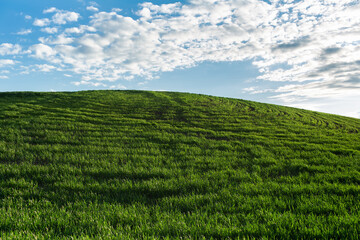 Fototapeta premium Natural landscape of green field on background blue cloudy sky.