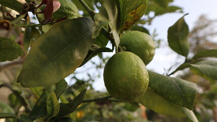 Fresh organic green lemon hanging from the tree branch at the botanic garden
