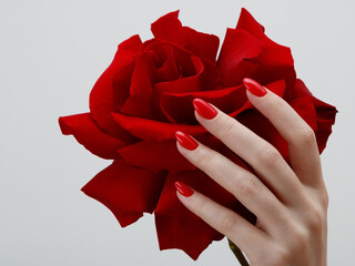 Hands with red manicure holding delicate rose close-up isolated on white. Closeup of female hands with beautiful professional glossy red manicure holding not fresh rose