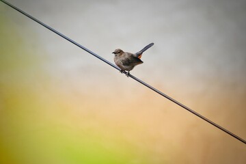 sparrow sits on wires against the white sky in profile