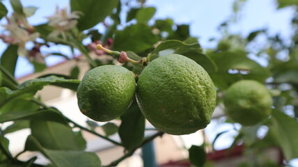 Fresh organic green lemon hanging from the tree branch at the botanic garden