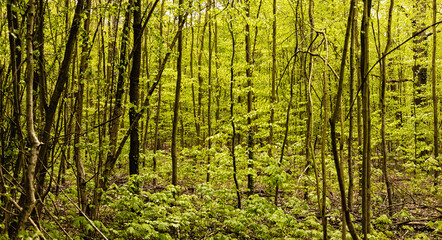 Grüner Frühling
