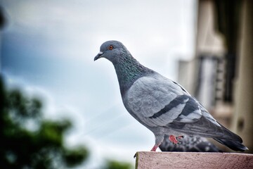 one pigeon isolated on the current wires with green background