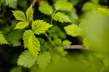 Grüner Frühling