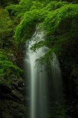新緑の中を流れ落ちる滝
