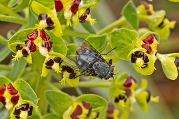 mouche sur une fleur en gros plan