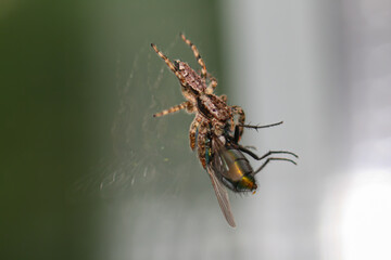 A jumping spider (Salticidae) has caught a fly on a window with reflections