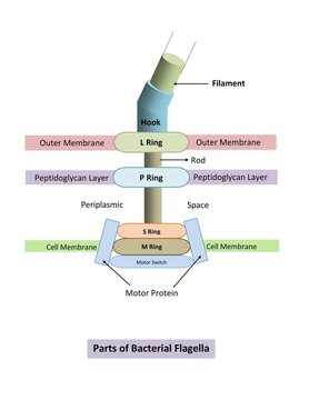 DIAGRAM SHOWING DIFFERENT PARTS OF BACTERIAL FLAGELLA